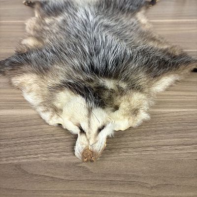 Tanned North American Opossum Pelt with Paws and Claws. A tanned North American opossum 
