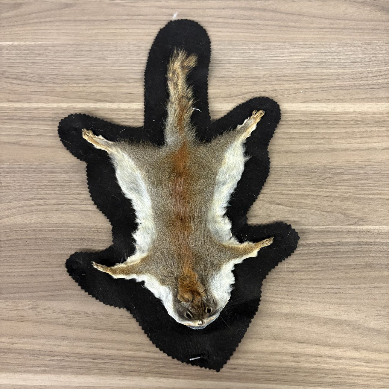 Squirrel Pelt Flat Rug Mount on Felt Backing