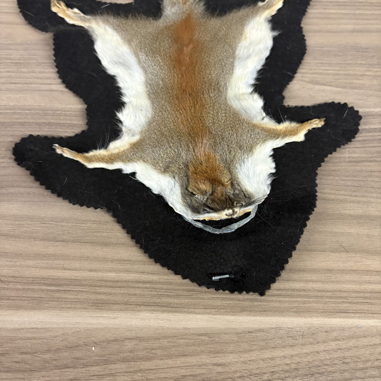 Squirrel Pelt Flat Rug Mount on Felt Backing
