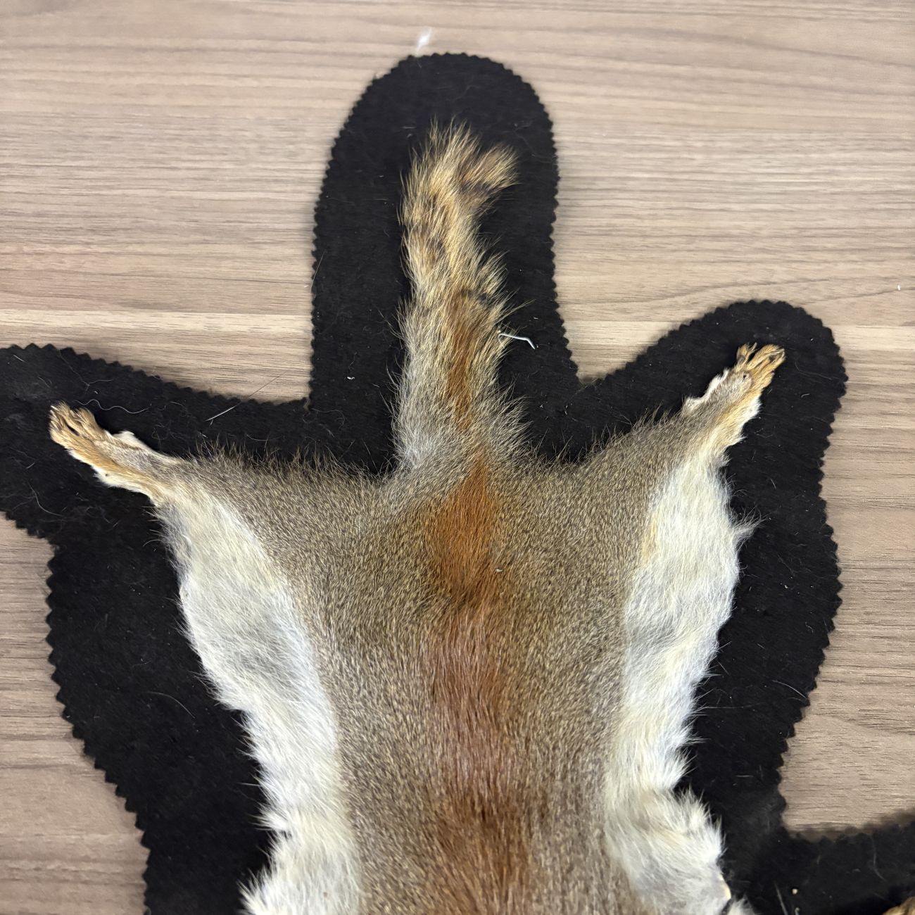 Squirrel Pelt Flat Rug Mount on Felt Backing