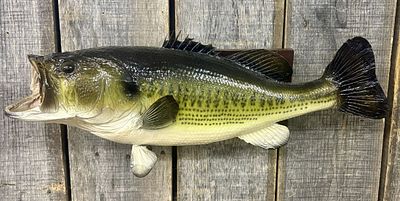 Painted Synthetic Largemouth Bass Wall Mount Fish Replica. A taxidermy-style wall mount of a 