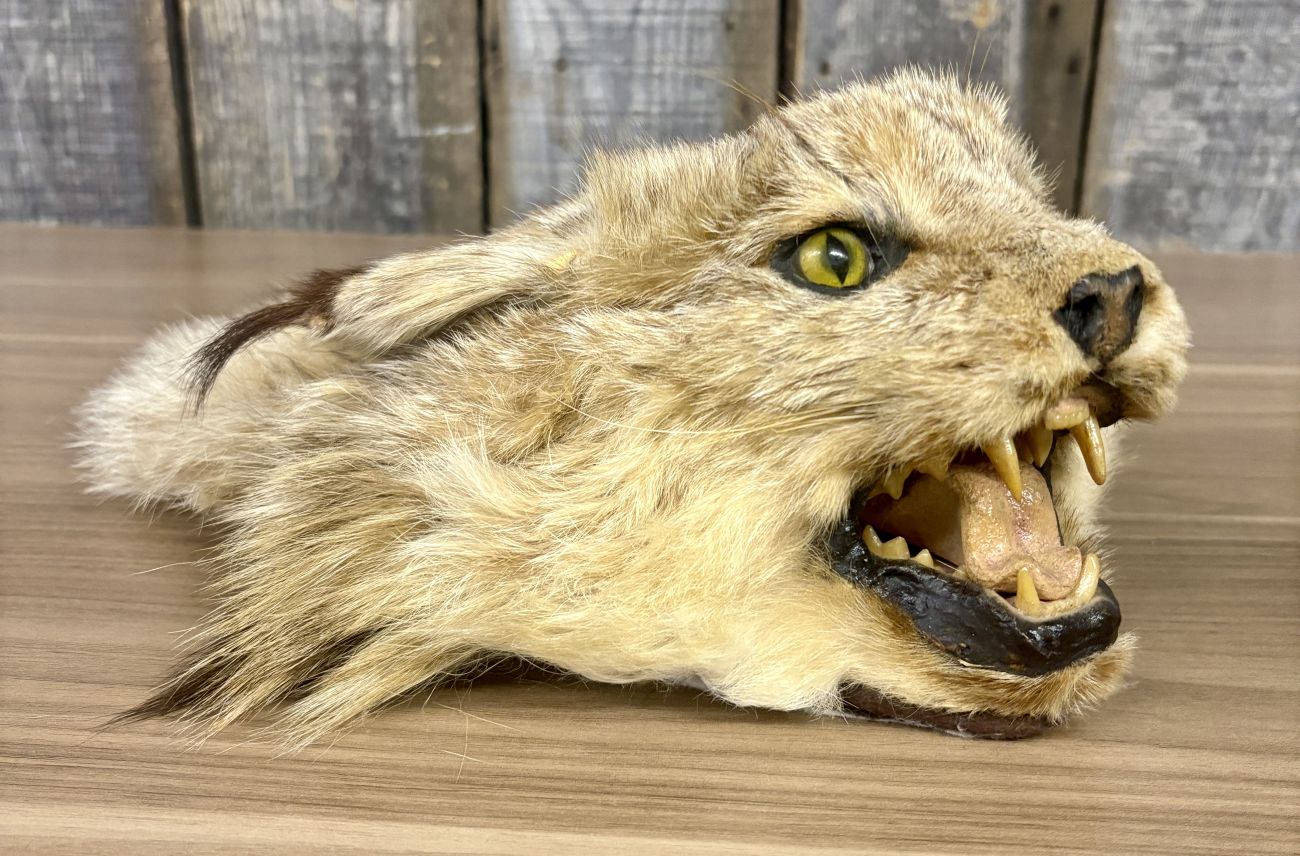 Taxidermy Bobcat Head Mount