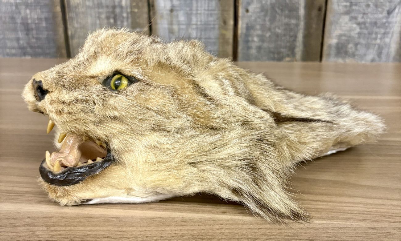 Taxidermy Bobcat Head Mount