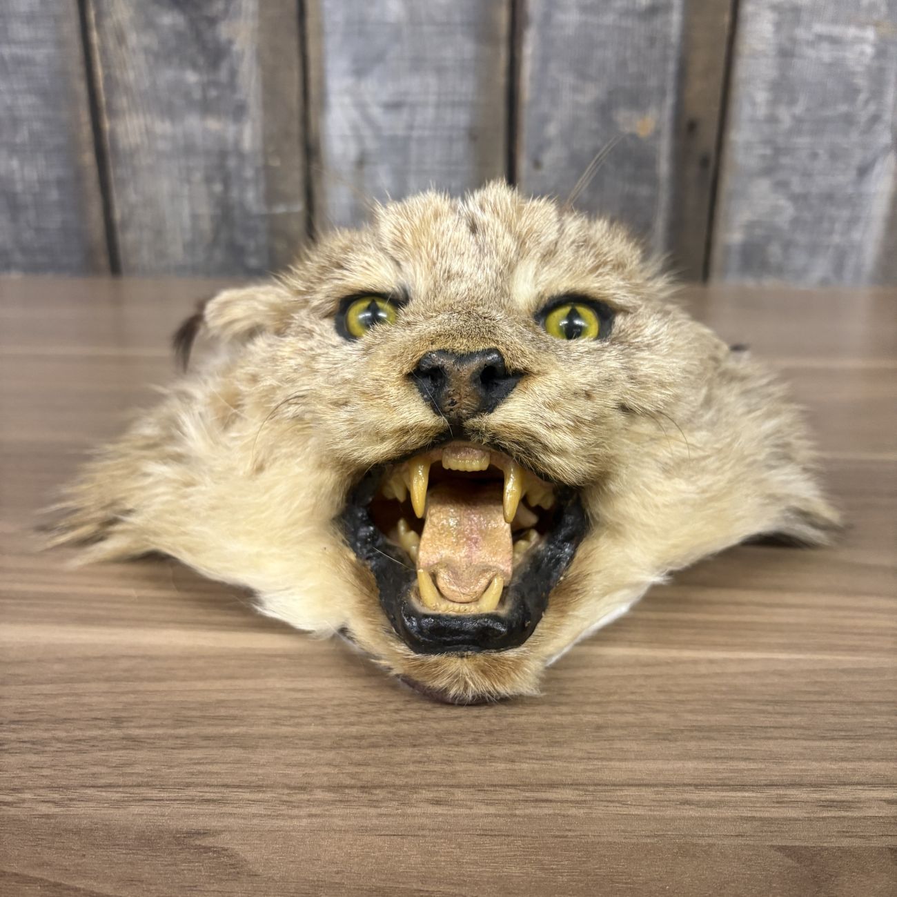 Taxidermy Bobcat Head Mount