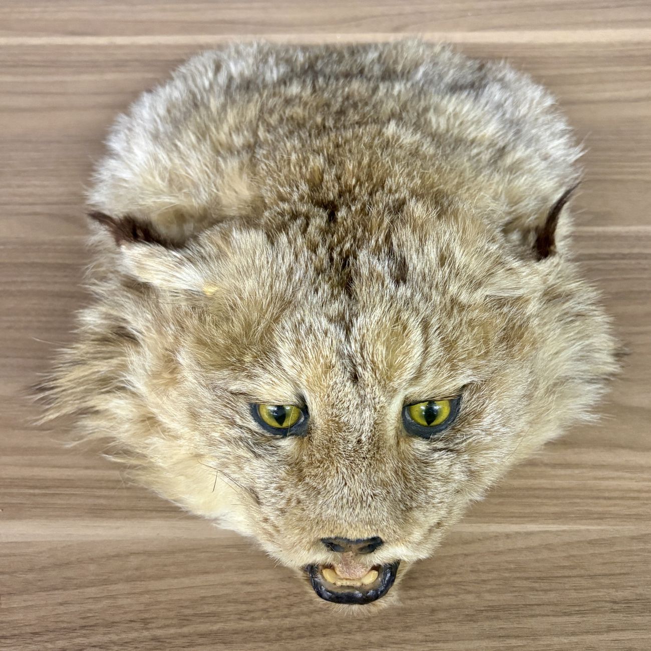 Taxidermy Bobcat Head Mount