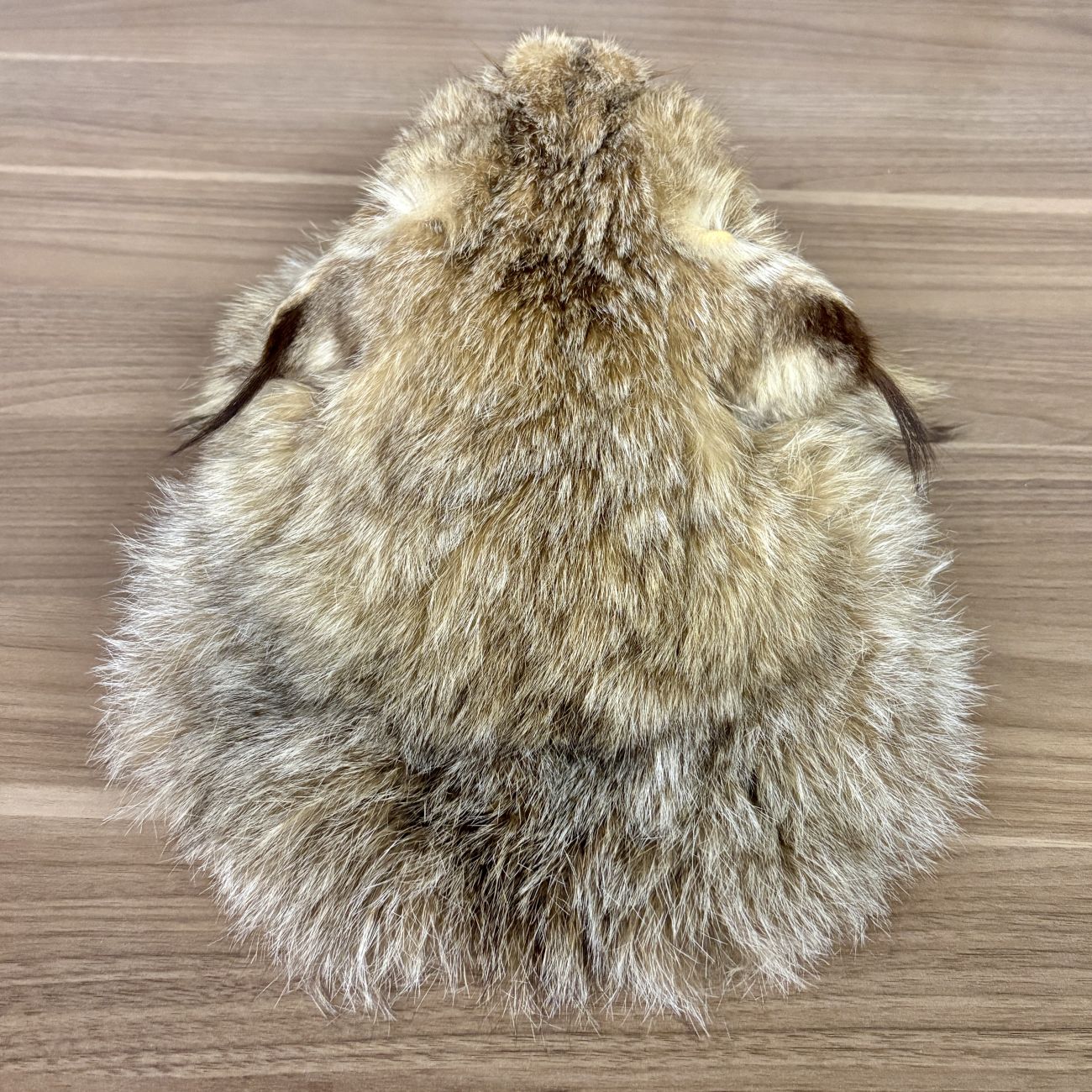 Taxidermy Bobcat Head Mount