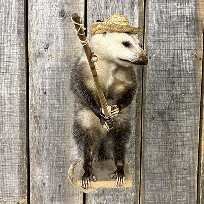Anthropomorphic Taxidermy Opossum Posed as a Fisherman. A piece of anthropomorphic taxidermy 