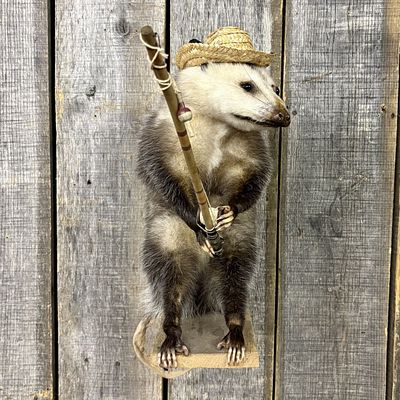 Anthropomorphic Taxidermy Opossum Posed as a Fisherman. A piece of anthropomorphic taxidermy 