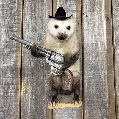 Novelty Anthropomorphic Taxidermy Cowboy Opossum Mount. A novelty taxidermy mount featuring a 