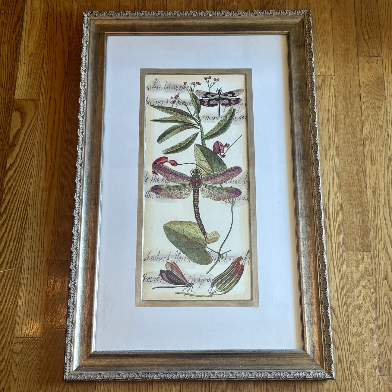 Framed Natural History Dragonfly Print Titled Elongated Dragonfly Gatherin