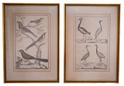 Pair of Framed 18th C. Bird Engravings. Item/Description: Two framed copperplate engravings from 