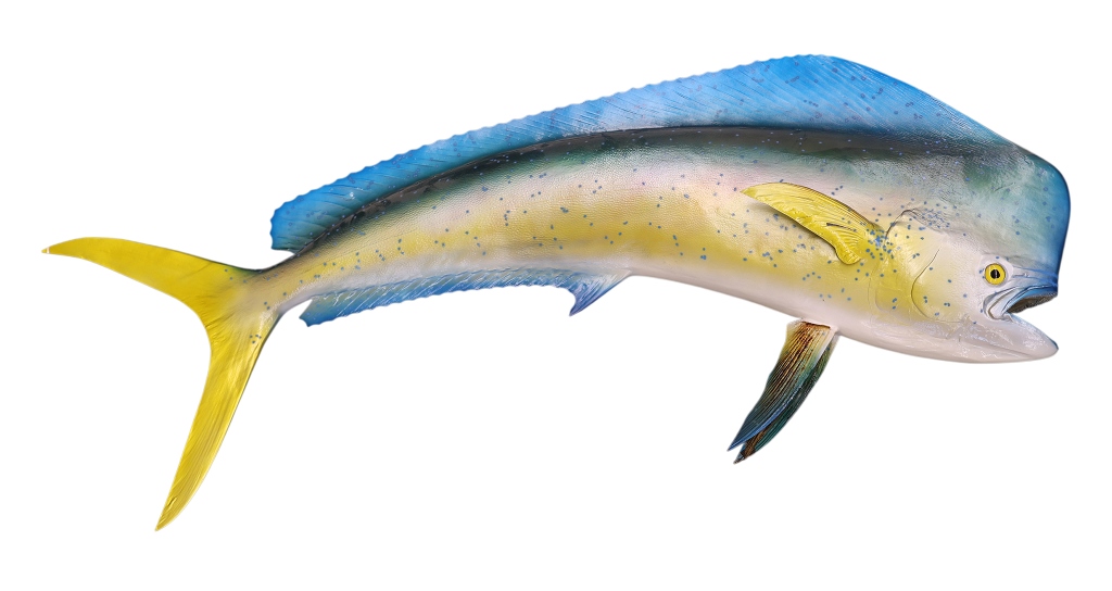 Mahi-Mahi Fish Taxidermy Style Art Wall Mount