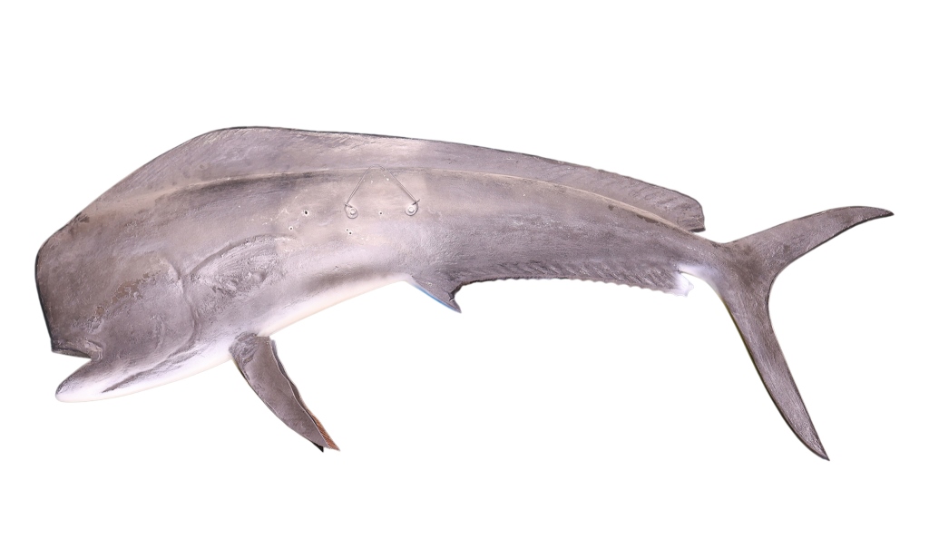 Mahi-Mahi Fish Taxidermy Style Art Wall Mount