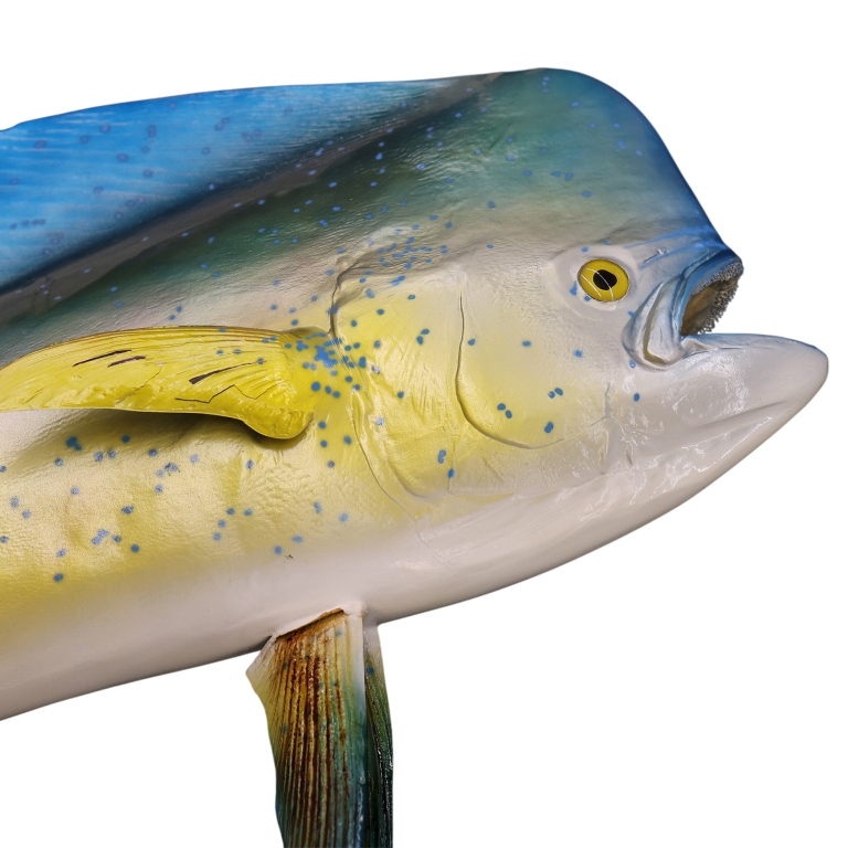 Mahi-Mahi Fish Taxidermy Style Art Wall Mount