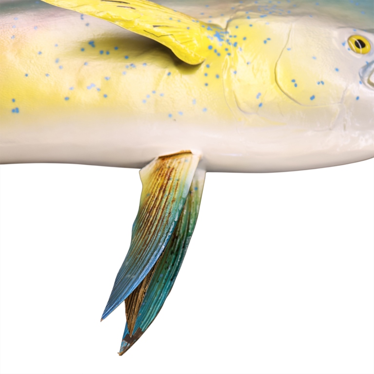Mahi-Mahi Fish Taxidermy Style Art Wall Mount