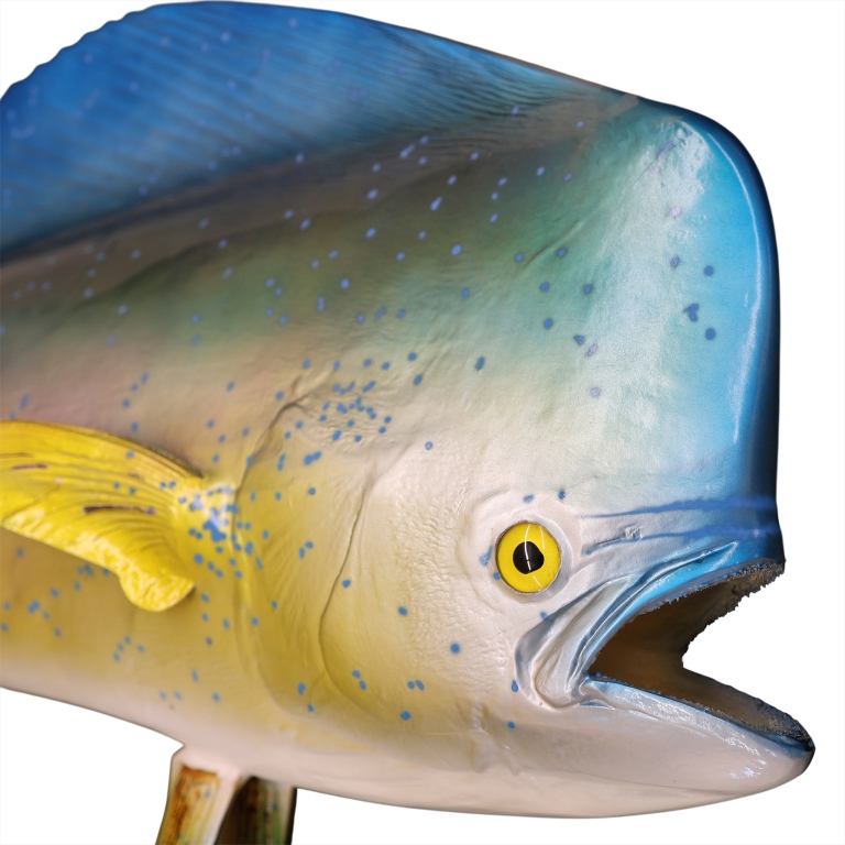 Mahi-Mahi Fish Taxidermy Style Art Wall Mount