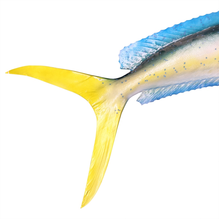 Mahi-Mahi Fish Taxidermy Style Art Wall Mount