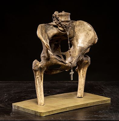 Human pelvis for educational purposes, Europe, late 19th - early 20th century. Organic material 