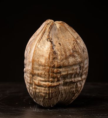 Large palm nut, Philippines, 20th century. Organic material. Dimensions: 26 x 16 x 16 cm. A 