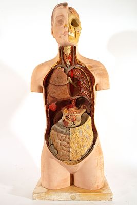 Rare human anatomical bust in plaster, Germany, early 20th century. Measurements: 93 x 35 x 26 cm