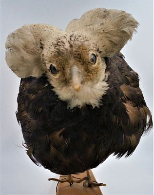 Чучело турухтана. Размер 25 х 10 х 12 см. Без дефектов.