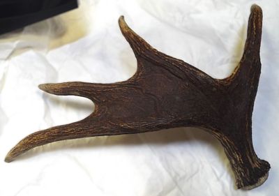 Охотничий трофей. Рога лося Владимирской области. . СССР. Село Бутылицы. До 1991 г. В замахе - 