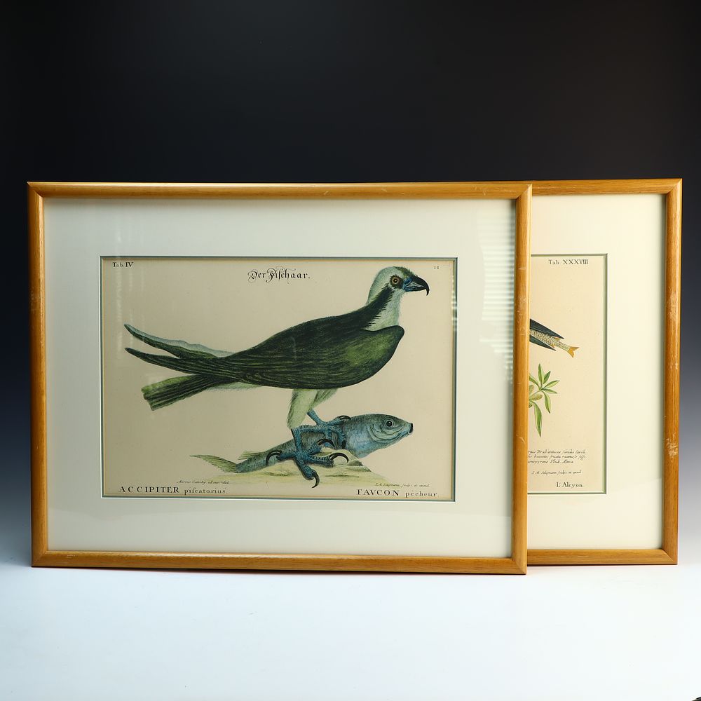 Lot 198: Two vintage bird prints