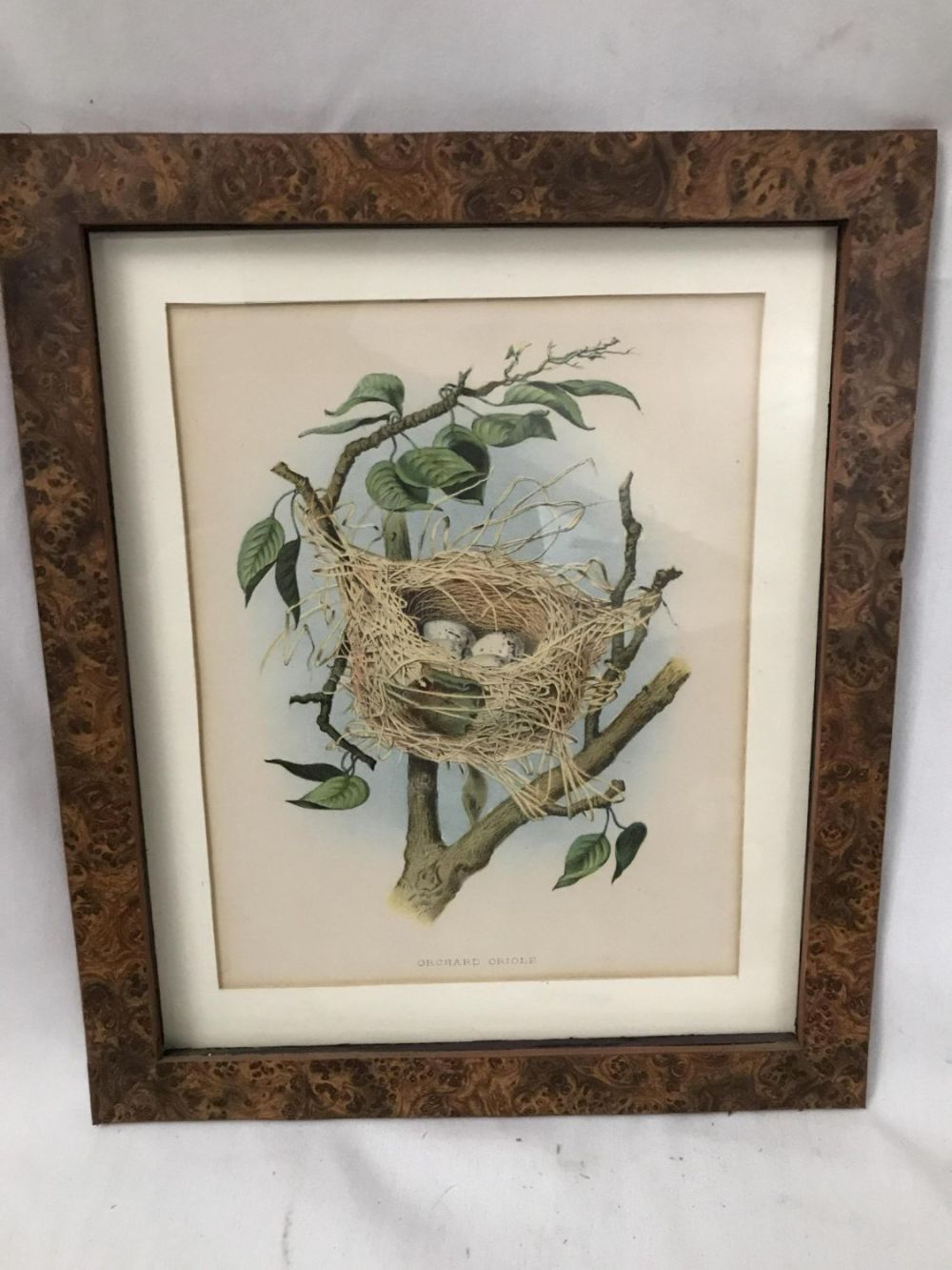 Lot 216: Early Lithograph of Orchard Oriole Frame measures 14