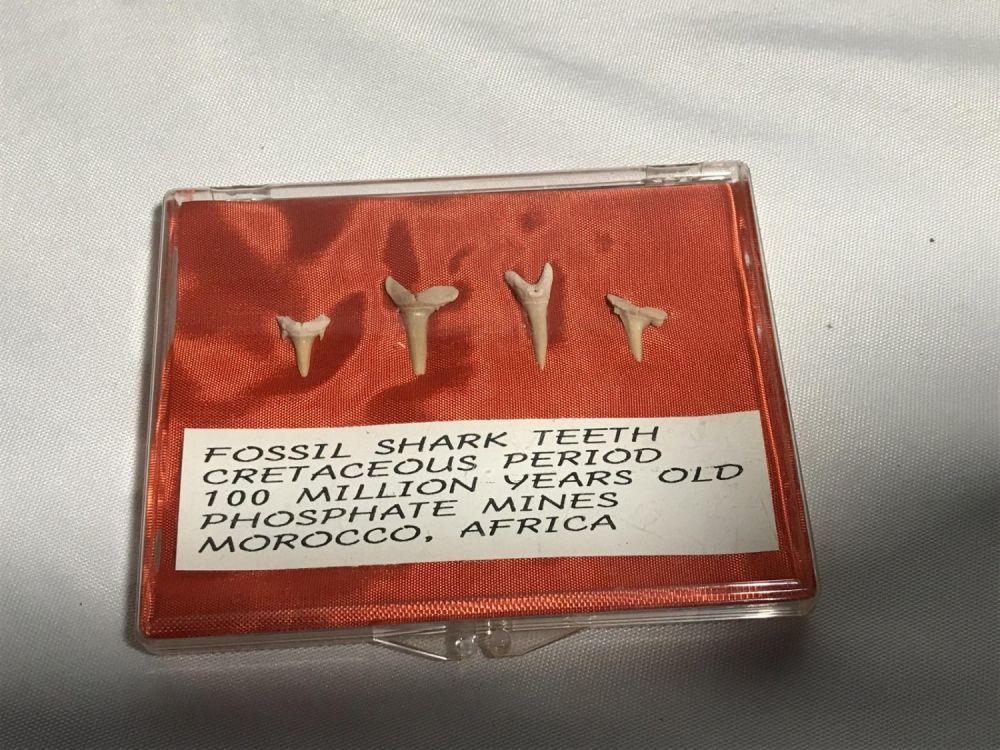 Lot 216: Fossil Shark Teeth Labeled from the Cretaceous Period