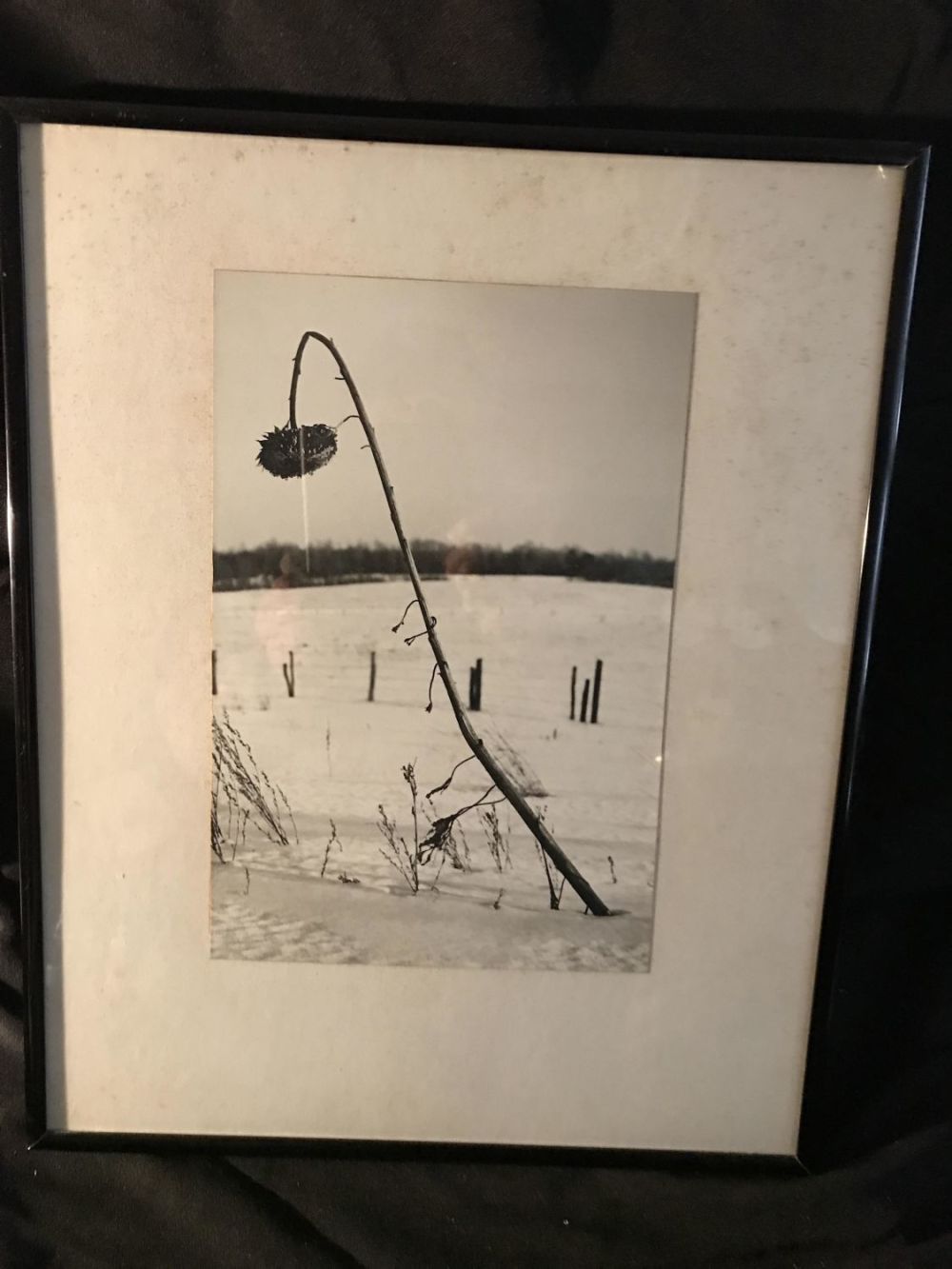 Lot 186: Picture of dead sunflower and snow covered