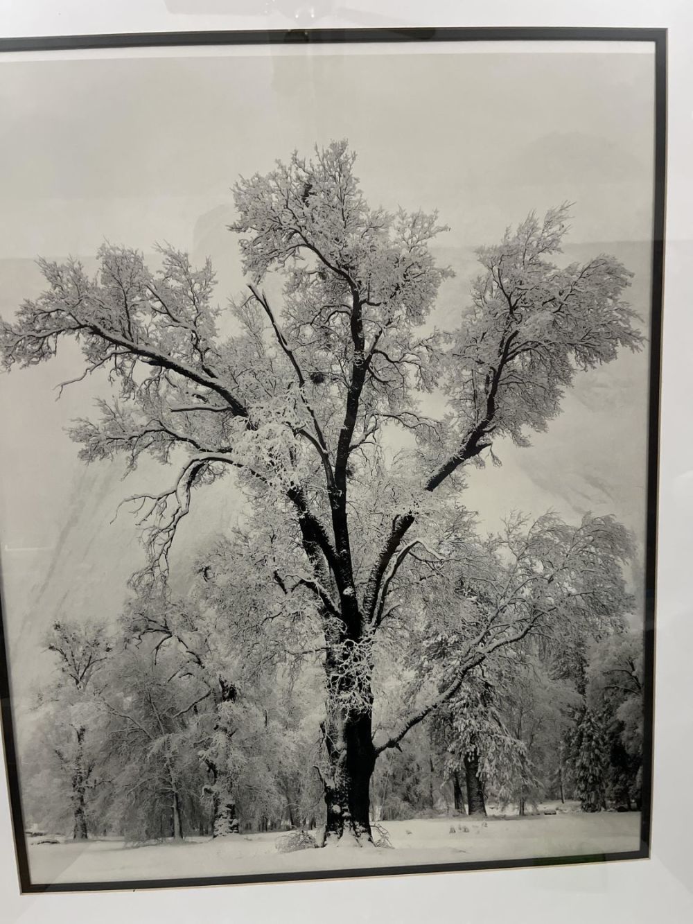Lot 320: Winter Forest Framed Print