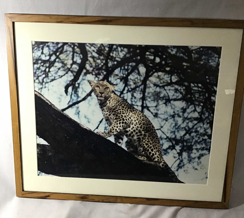 Lot 339: Leopard in a Tree Framed Photo