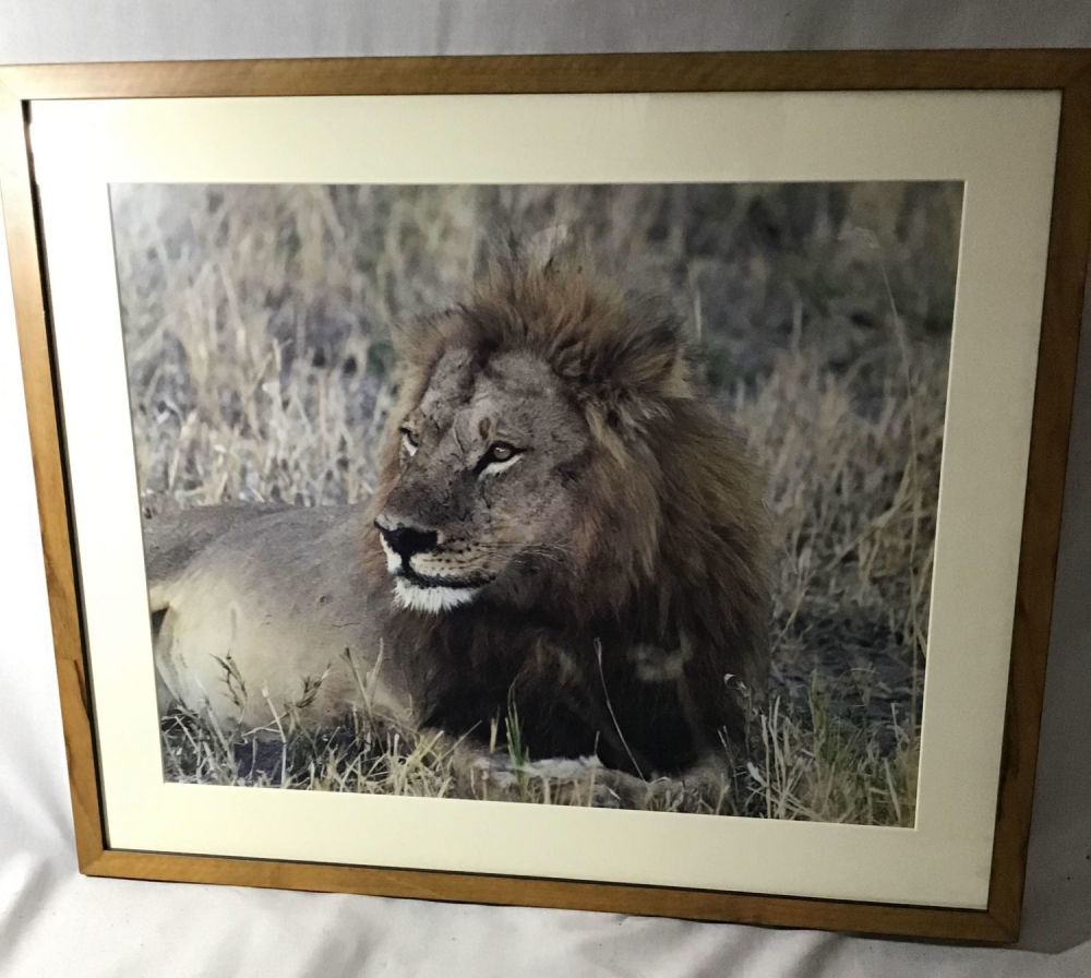Lot 340: Framed Lion Photo Laying in the Grass