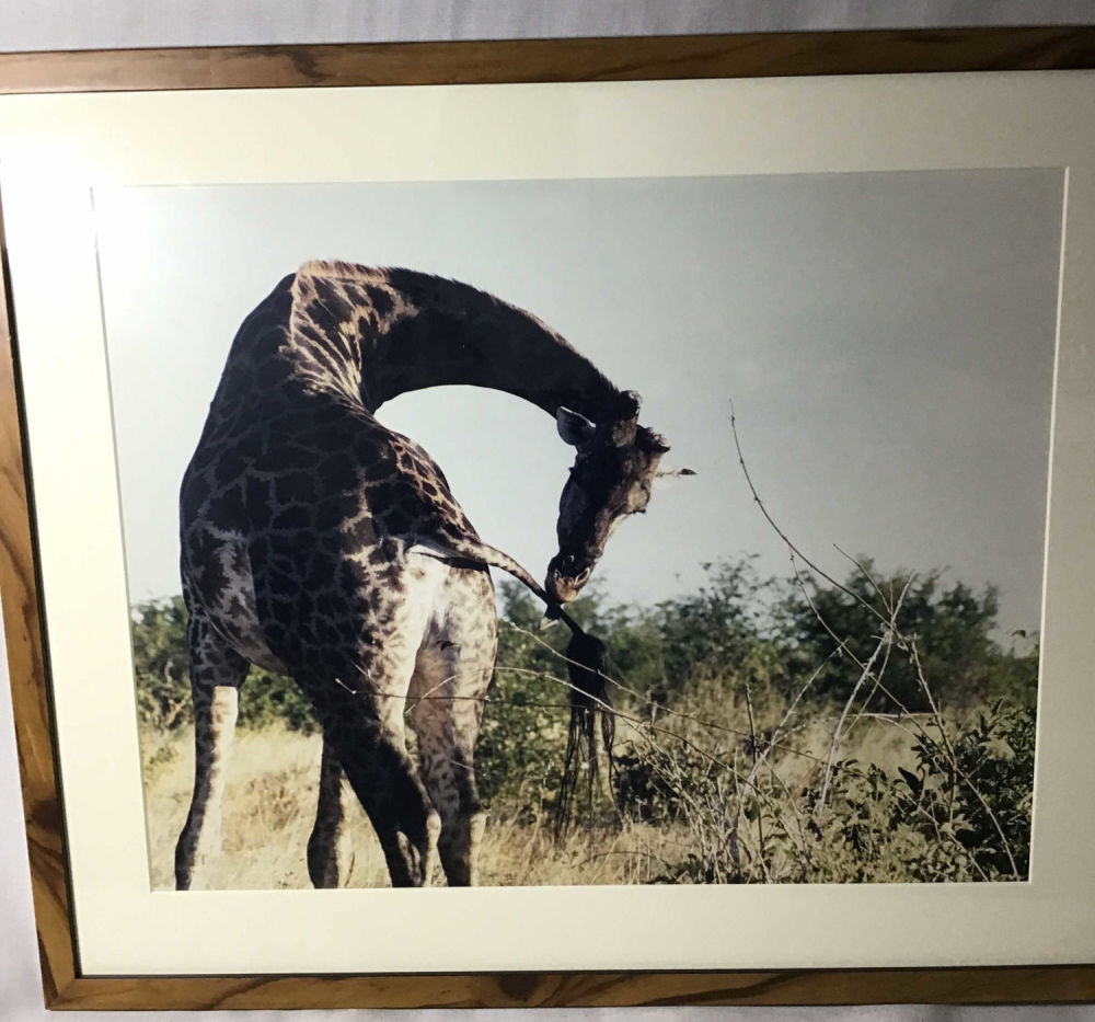 Lot 341: Framed Photo of giraffe Cleaning His Tail