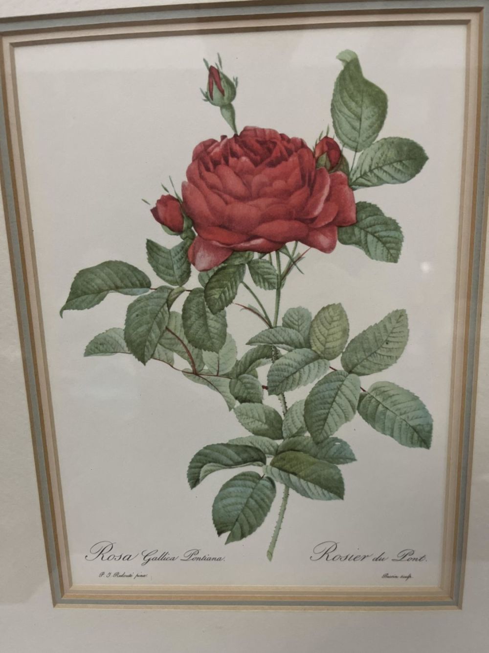 Lot 349: Rosa Gallica Pontiana Framed