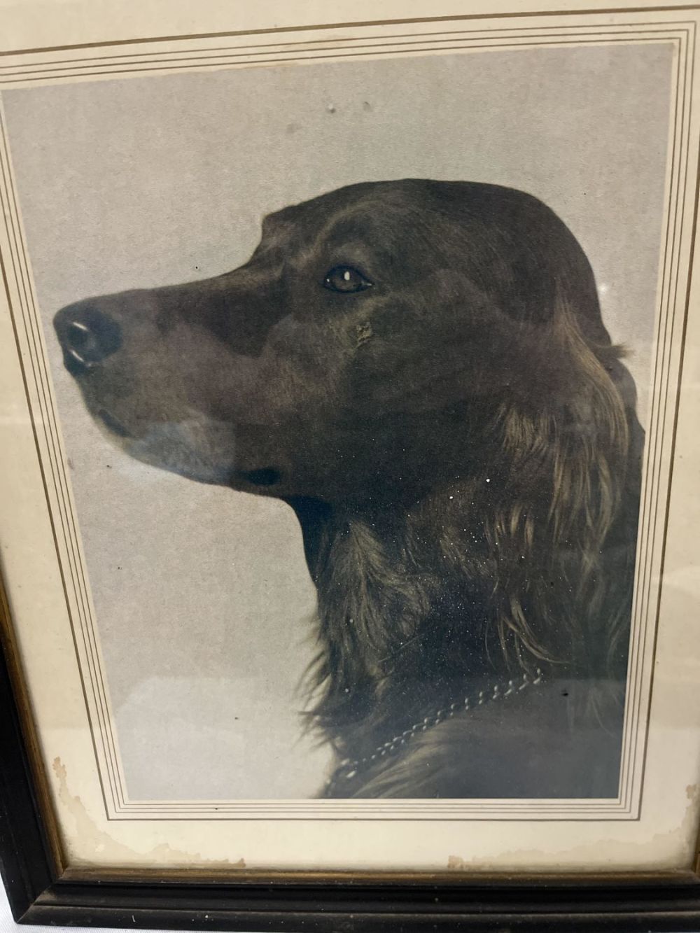 Lot 350: Framed Irish Setter Photo