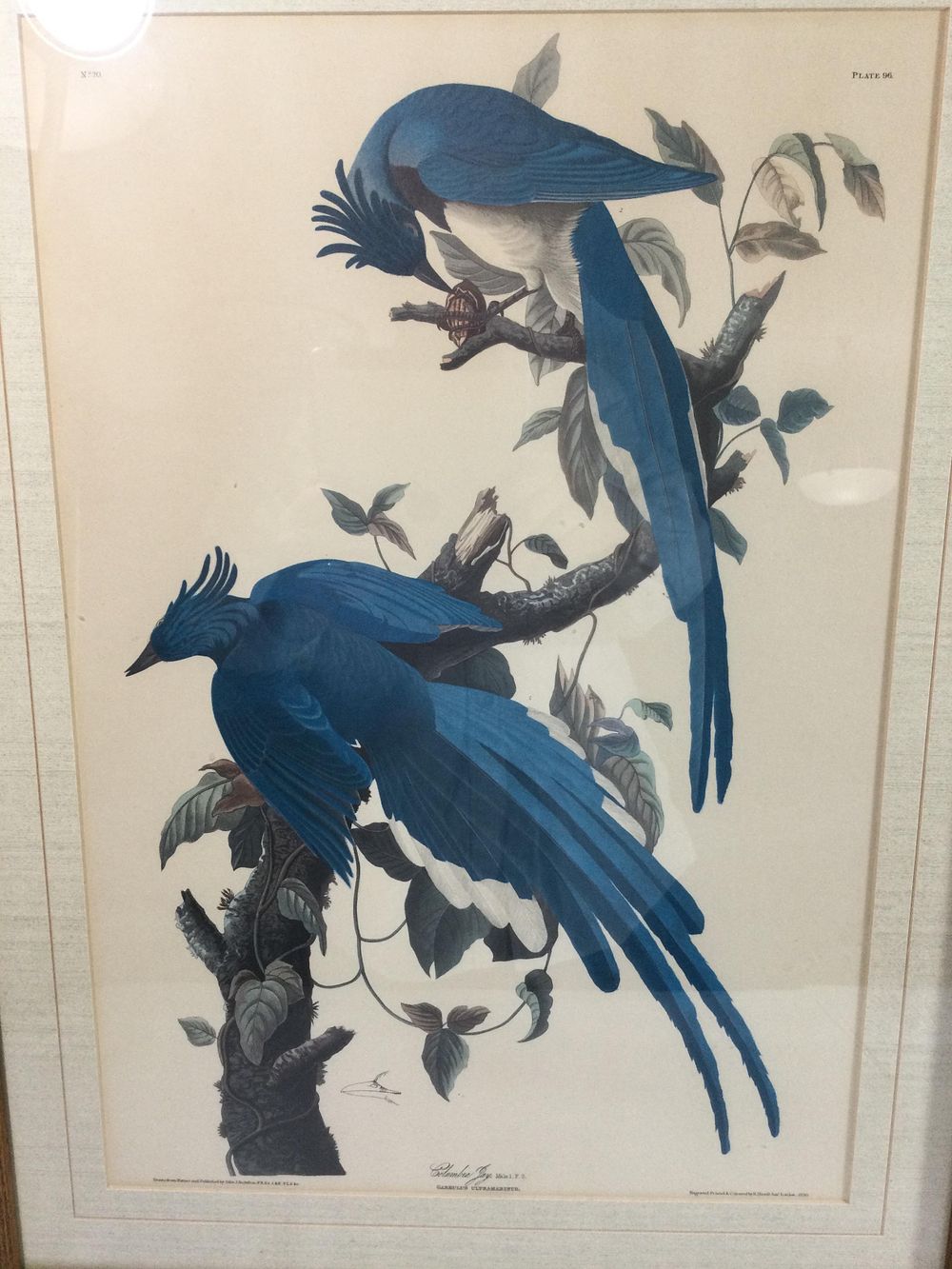 Lot 240: JJ Audubon Print Columbia Jay