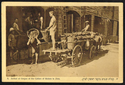 גלויה של ייקבי ראשון לציון, בה נראים שוורים הנושאים עגלה ועליה ענבים, הוצאה בידי אגודת הכורמים 