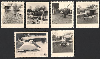 גן החיות - גן החיות בתל אביב, שנות השלושים. לוט של 5 תצלומים של גן החיות בתל אביב, שנות השלושים 