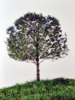 Tal Shochat
- Pine Tree, 2011,
C 