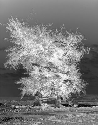 Ohad Matalon
- b. 1972. Burning Bush, 2008 – 