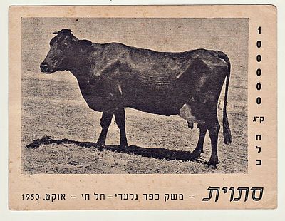 "Autumn" the cow that gave the most milk in 1950 in the Kfar Giladi Tel-Hai postcard on behalf 