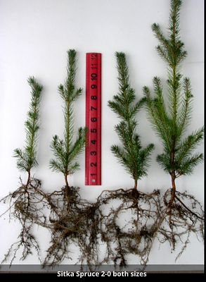 Sitka Spruce saplings (small) x 50, bare-rooted. Picea sitchensis *PLUS VAT*. Sitka Spruce