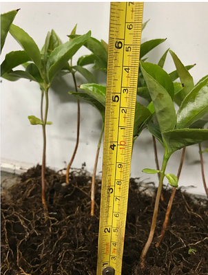 1000 x 300-500mm HIGH HEALTHY & STRONG LAUREL HEDGE PLANTS (PRUNUS ROTUNDIFOLIA EVERGREEN PLUS VAT.