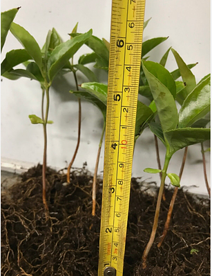 100 X ~400-600MM HIGH HEALTHY & STRONG LAUREL HEDGE PLANTS (PRUNUS ROTUNDIFOLIA EVERGREEN)