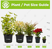 20 X 300-400MM HIGH HEALTHY & STRONG LAUREL HEDGE PLANTS (PRUNUS ROTUNDIFOLIA EVERGREEN) *PLUSVAT*. Image - 1
