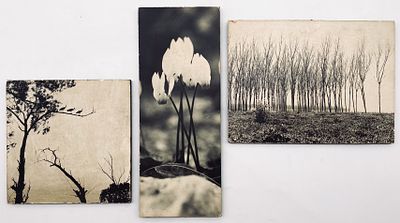 Peter Merom - Three Photographs of Lake Hula. The three photographs are mounted on wood, and are 