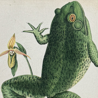 Trillium Antique Prints & Rare Books | Antique Prints, Maps, & Books of Natural History, Botanicals, & More