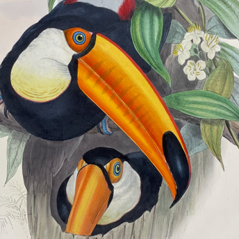 Trillium Antique Prints & Rare Books | Antique Prints, Maps, & Books of Natural History, Botanicals, & More