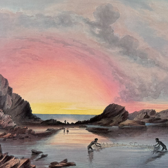 Trillium Antique Prints & Rare Books | Antique Maps & Prints of Natural History, Botanicals, & More